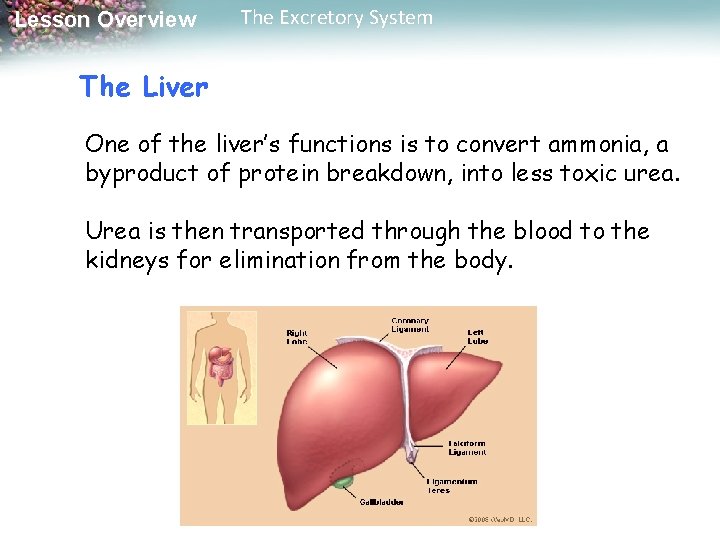 Lesson Overview The Excretory System The Liver One of the liver’s functions is to