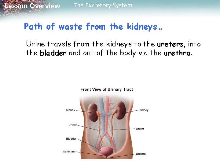 Lesson Overview The Excretory System Path of waste from the kidneys… Urine travels from