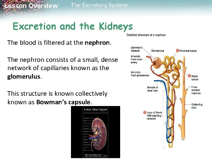 Lesson Overview The Excretory System Excretion and the Kidneys The blood is filtered at