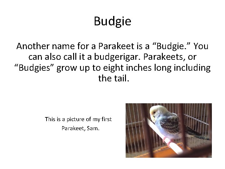 Budgie Another name for a Parakeet is a “Budgie. ” You can also call Budgie Another name for a Parakeet is a “Budgie. ” You can also call