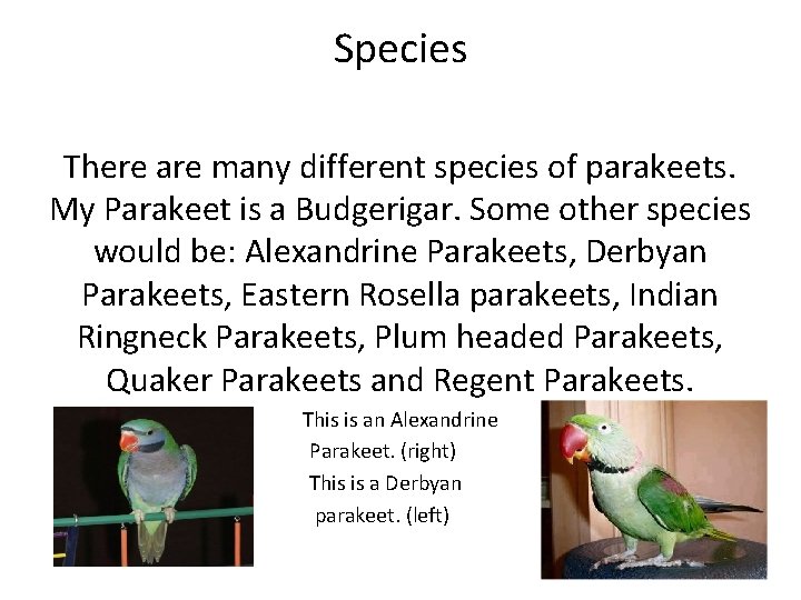 Species There are many different species of parakeets. My Parakeet is a Budgerigar. Some Species There are many different species of parakeets. My Parakeet is a Budgerigar. Some