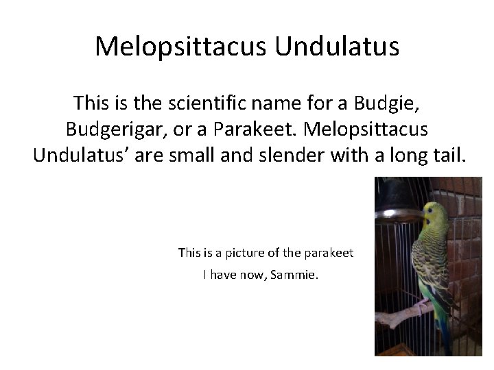 Melopsittacus Undulatus This is the scientific name for a Budgie, Budgerigar, or a Parakeet. Melopsittacus Undulatus This is the scientific name for a Budgie, Budgerigar, or a Parakeet.