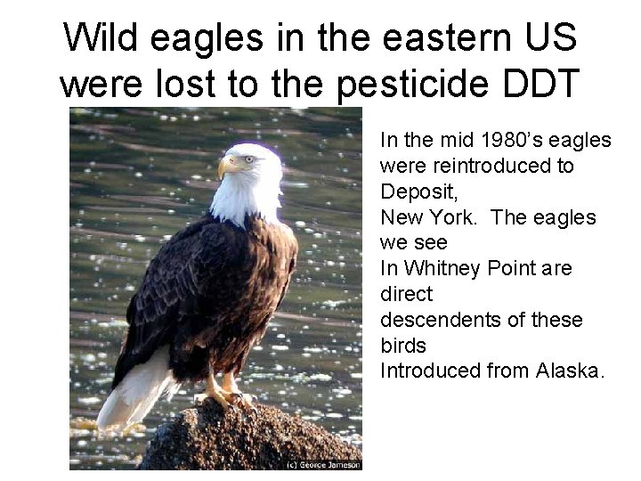 Wild eagles in the eastern US were lost to the pesticide DDT In the