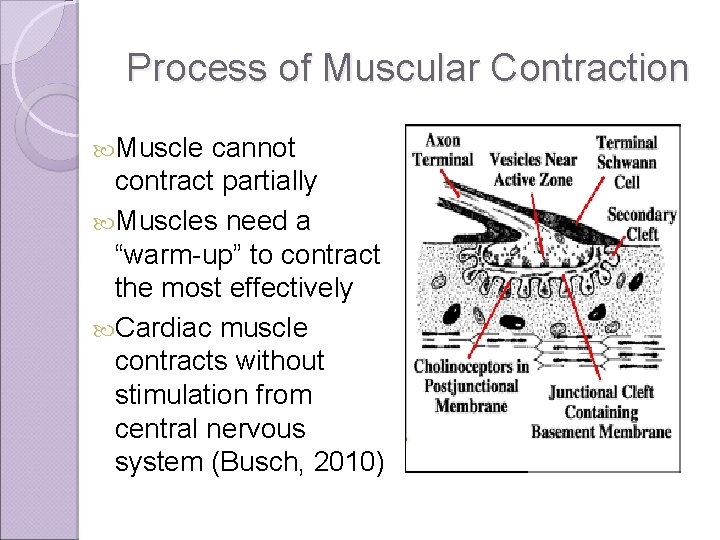 Process of Muscular Contraction Muscle cannot contract partially Muscles need a “warm-up” to contract