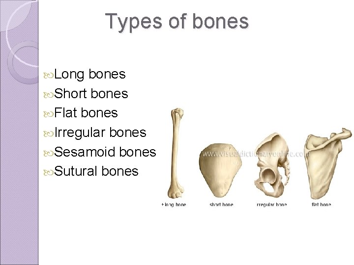 Types of bones Long bones Short bones Flat bones Irregular bones Sesamoid bones Sutural