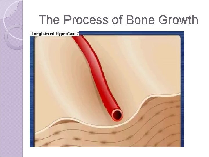 The Process of Bone Growth 