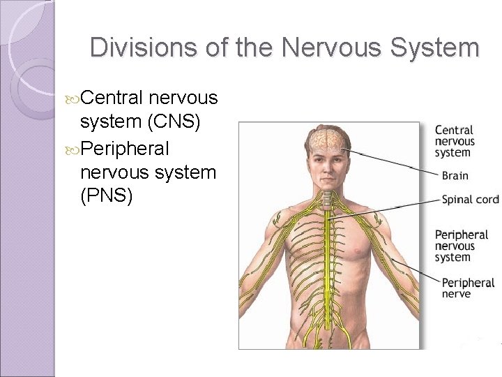Divisions of the Nervous System Central nervous system (CNS) Peripheral nervous system (PNS) 