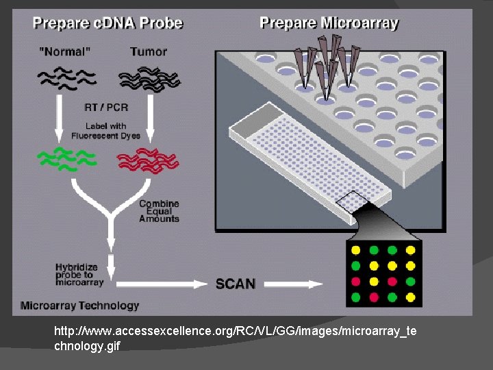 http: //www. accessexcellence. org/RC/VL/GG/images/microarray_te chnology. gif 