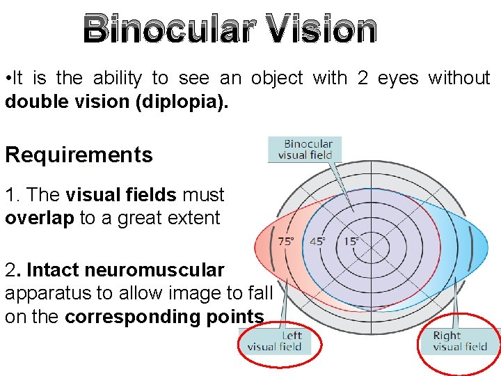 Binocular Vision • It is the ability to see an object with 2 eyes