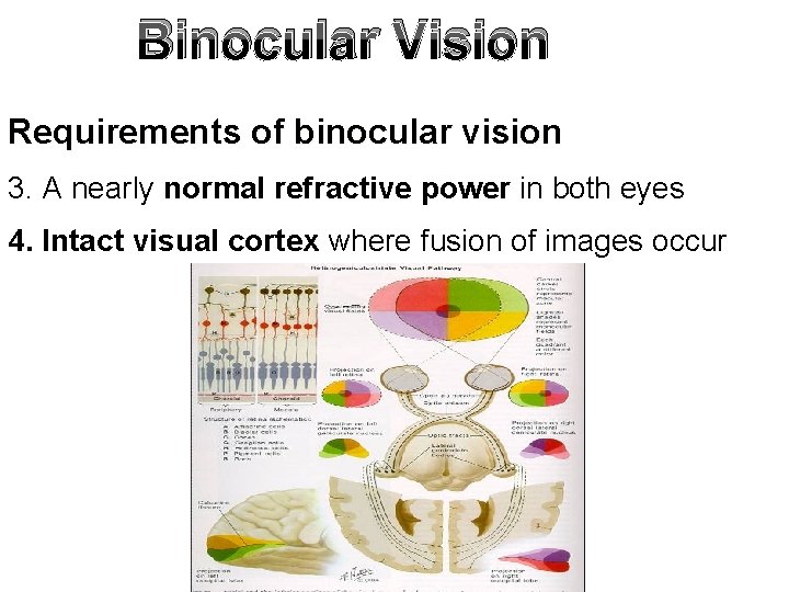 Binocular Vision Requirements of binocular vision 3. A nearly normal refractive power in both