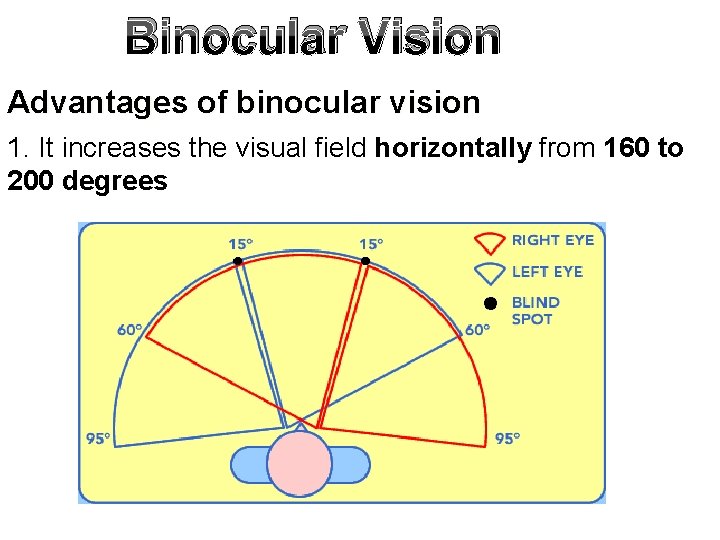 Binocular Vision Advantages of binocular vision 1. It increases the visual field horizontally from