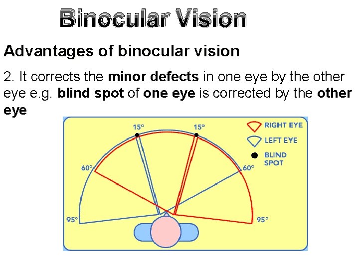 Binocular Vision Advantages of binocular vision 2. It corrects the minor defects in one