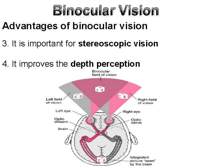 Binocular Vision Advantages of binocular vision 3. It is important for stereoscopic vision 4.