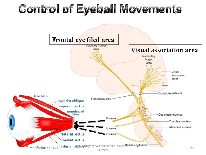 Control of Eyeball Movements Frontal eye filed area Visual association area Physiology of Special