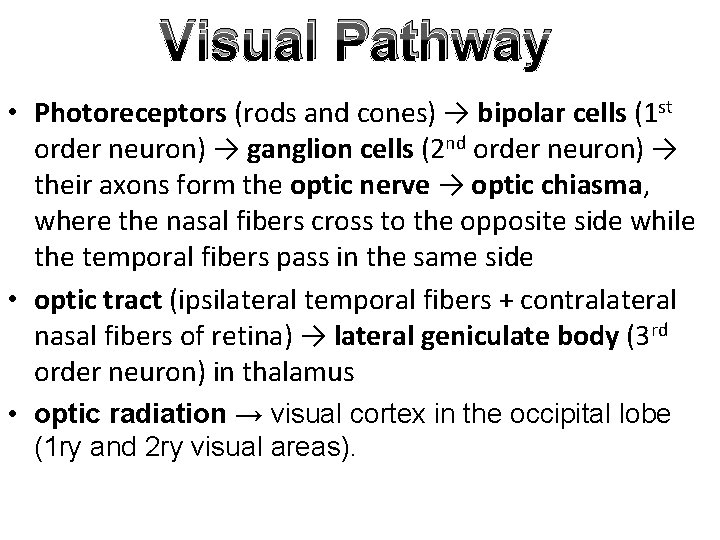 Visual Pathway • Photoreceptors (rods and cones) → bipolar cells (1 st order neuron)