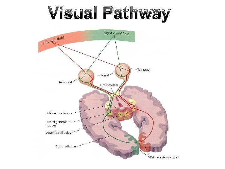 Visual Pathway 