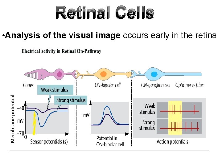 Retinal Cells • Analysis of the visual image occurs early in the retina 