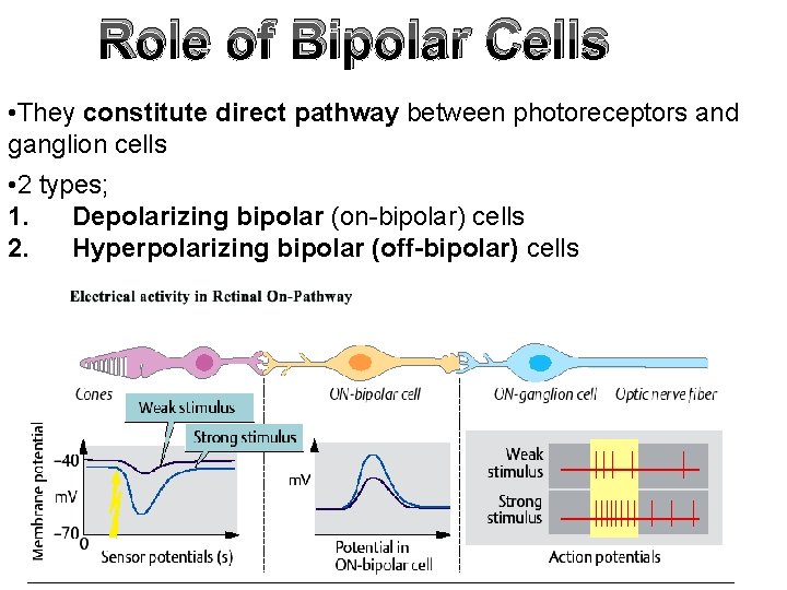 Role of Bipolar Cells • They constitute direct pathway between photoreceptors and ganglion cells