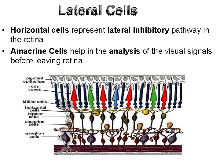 Lateral Cells • Horizontal cells represent lateral inhibitory pathway in the retina • Amacrine