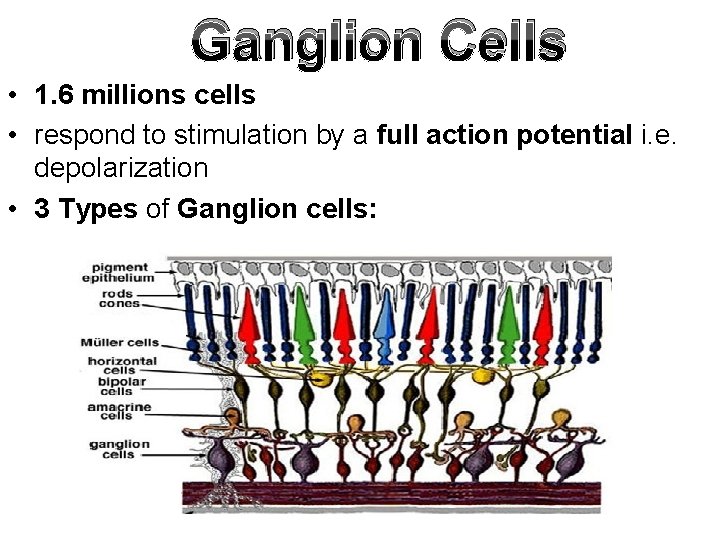 Ganglion Cells • 1. 6 millions cells • respond to stimulation by a full
