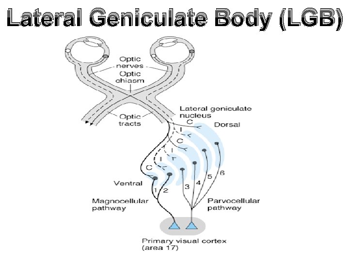 Lateral Geniculate Body (LGB) 