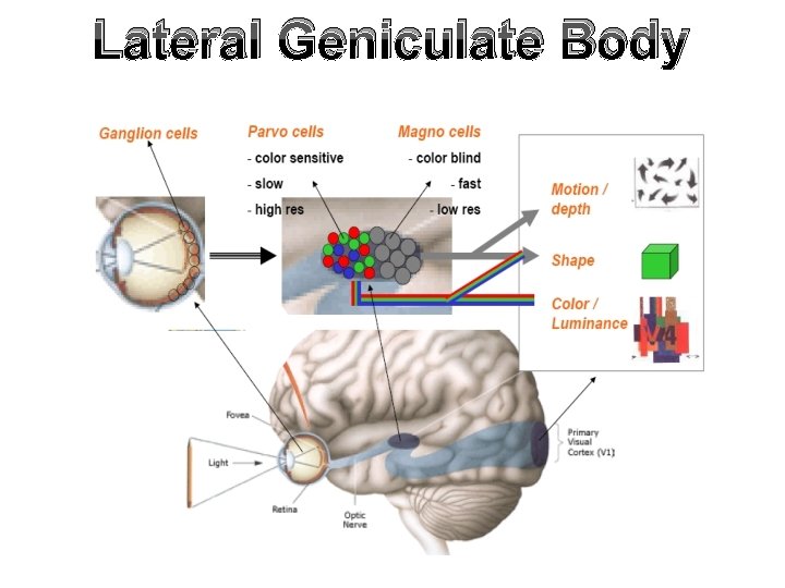 Lateral Geniculate Body 