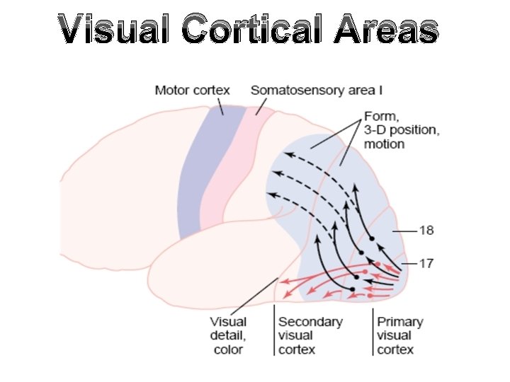 Visual Cortical Areas 