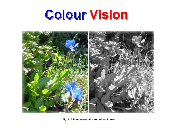 Colour Vision 