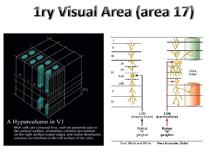 1 ry Visual Area (area 17) 