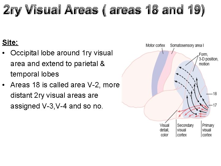 2 ry Visual Areas ( areas 18 and 19) Site: • Occipital lobe around