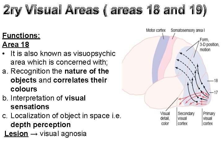 2 ry Visual Areas ( areas 18 and 19) Functions: Area 18 • It