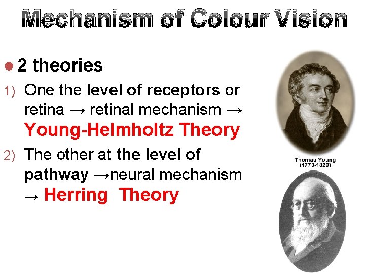 Mechanism of Colour Vision l 2 1) theories One the level of receptors or