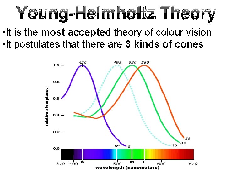 Young-Helmholtz Theory • It is the most accepted theory of colour vision • It