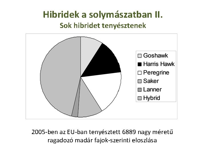 Hibridek a solymászatban II. Sok hibridet tenyésztenek 2005 -ben az EU-ban tenyésztett 6889 nagy