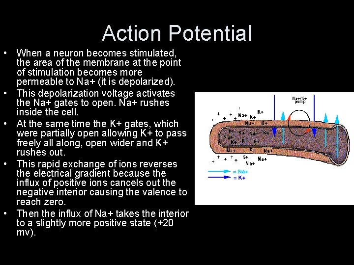 Action Potential • When a neuron becomes stimulated, the area of the membrane at