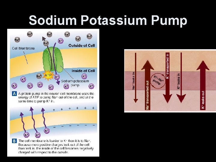 Sodium Potassium Pump 