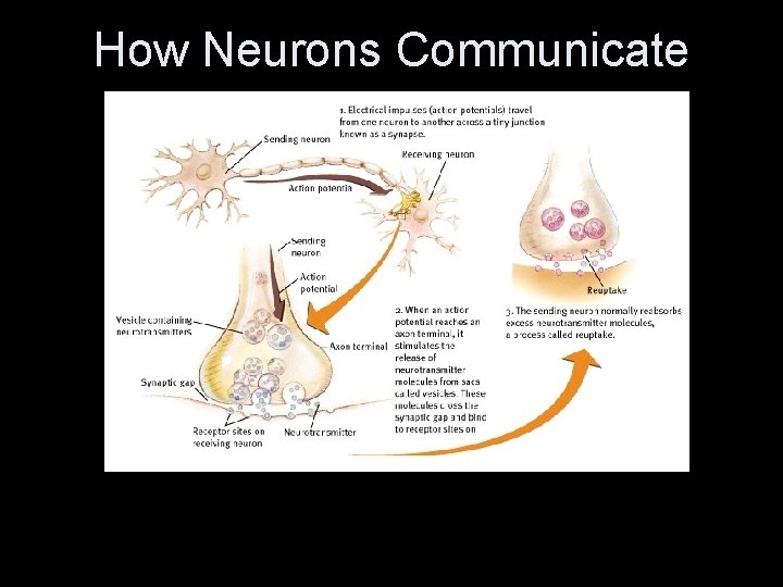 How Neurons Communicate 