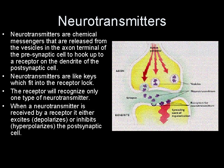 Neurotransmitters • Neurotransmitters are chemical messengers that are released from the vesicles in the