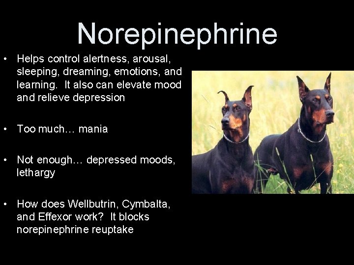 Norepinephrine • Helps control alertness, arousal, sleeping, dreaming, emotions, and learning. It also can