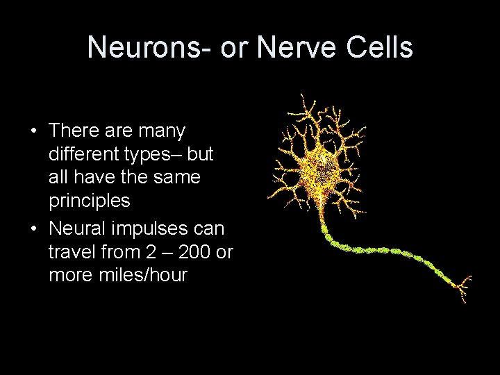 Neurons- or Nerve Cells • There are many different types– but all have the