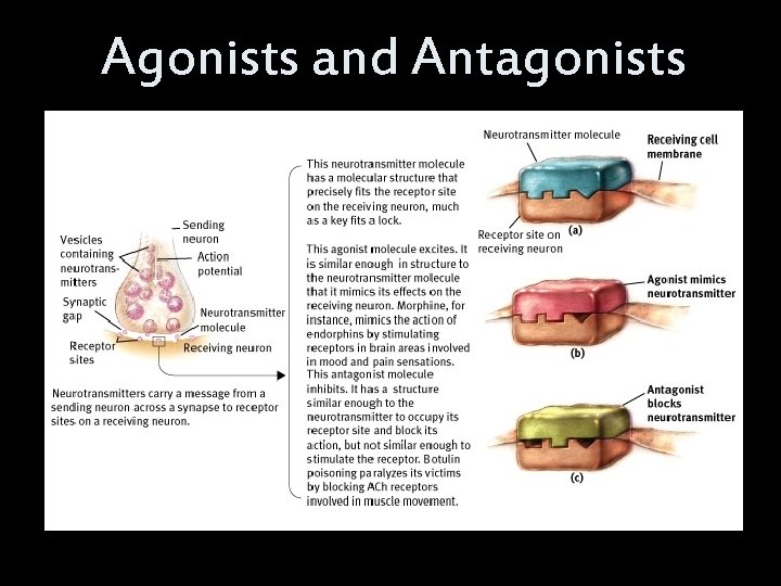 Agonists and Antagonists 