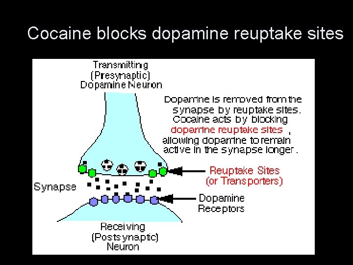 Cocaine blocks dopamine reuptake sites 