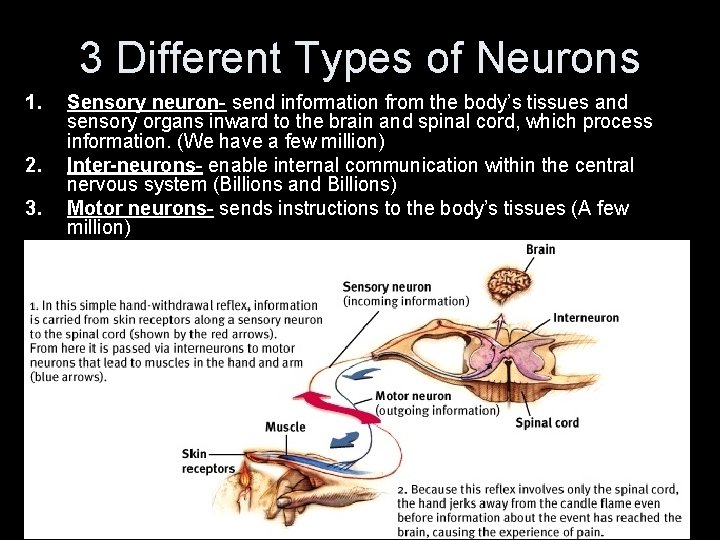 3 Different Types of Neurons 1. 2. 3. Sensory neuron- send information from the