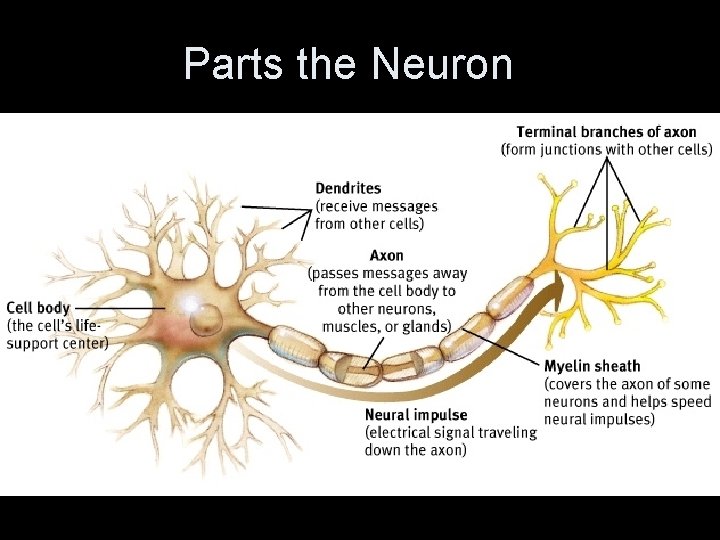 Parts the Neuron 