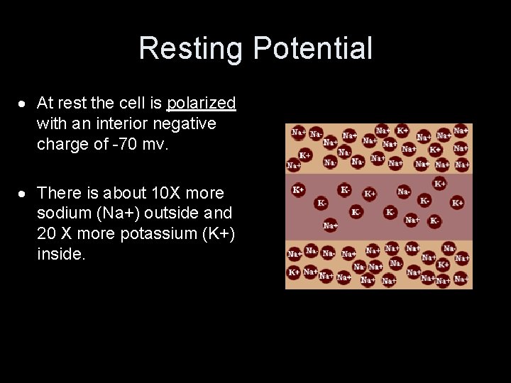 Resting Potential At rest the cell is polarized with an interior negative charge of