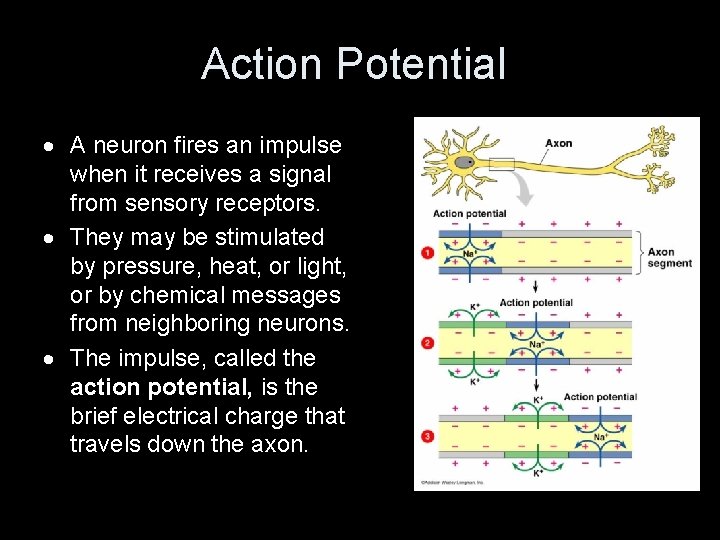 Action Potential A neuron fires an impulse when it receives a signal from sensory