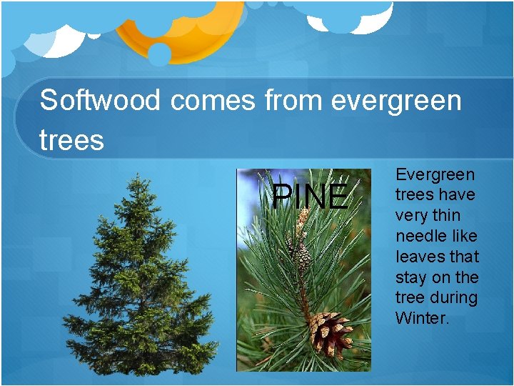 Softwood comes from evergreen trees PINE Evergreen trees have very thin needle like leaves