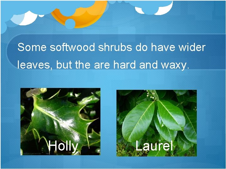 Some softwood shrubs do have wider leaves, but the are hard and waxy. Holly