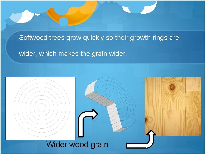 Softwood trees grow quickly so their growth rings are wider, which makes the grain
