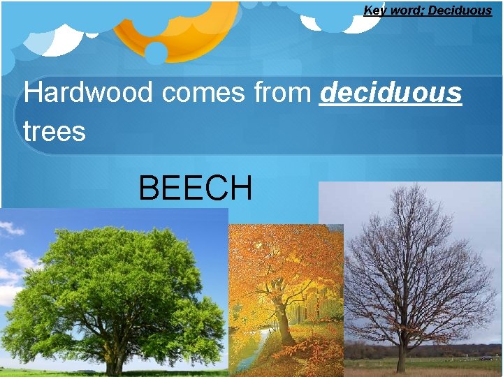 Key word; Deciduous Hardwood comes from deciduous trees BEECH 